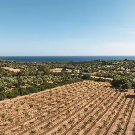 The Olive Grove