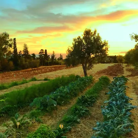 Vila The Olive Grove *