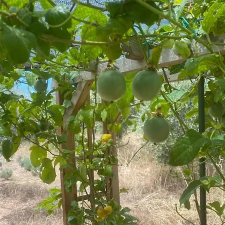 The Olive Grove * Quartu SantʼElena